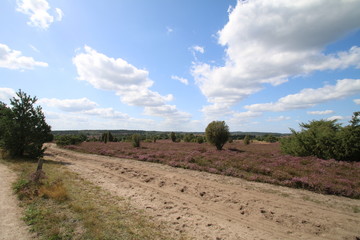 Obraz premium Schöne Wander- und Reitwege in der Lüneburger Heide