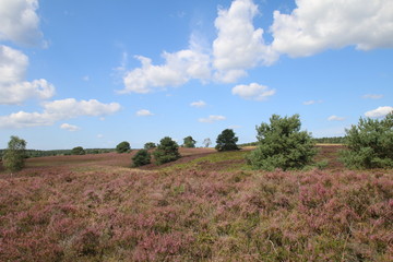 Obraz premium Blühende Heidelandschaft unter tollen Wolken
