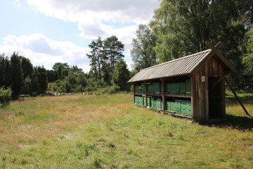 Gro&szlig;e Heidschnucken- und Ziegenherde in der L&uuml;neburger Heide w&auml;hrend der Heidebl&uuml;te