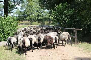 Große Heidschnucken- und Ziegenherde in der Lüneburger Heide während der Heideblüte
