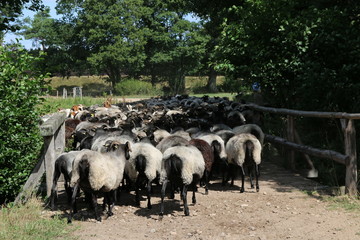 Gro&szlig;e Heidschnucken- und Ziegenherde in der L&uuml;neburger Heide w&auml;hrend der Heidebl&uuml;te