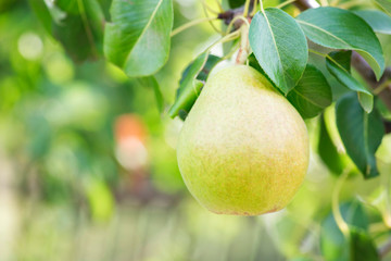 Organic Pears. Juicy flavorful pears of nature background. Pear on a branch