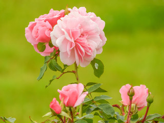 pink roses on a beautiful green background