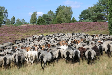 Gro&szlig;e Heidschnucken- und Ziegenherde in der L&uuml;neburger Heide w&auml;hrend der Heidebl&uuml;te