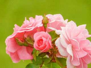 pink roses on a beautiful green background