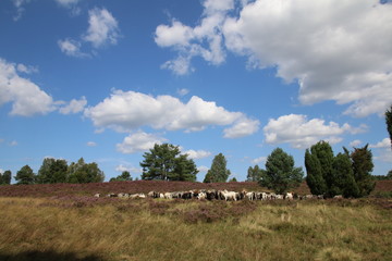 Obraz premium Große Heidschnucken- und Ziegenherde in der Lüneburger Heide während der Heideblüte