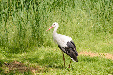 White stork hunts under trees near swamp during day, tries to catch frog, snake or some fly and ged food for its family
