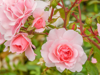 pink roses on a beautiful green background