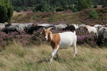 Obraz premium Ziegen begleiten die Heidschnuckenherde und behalten alles im Blick