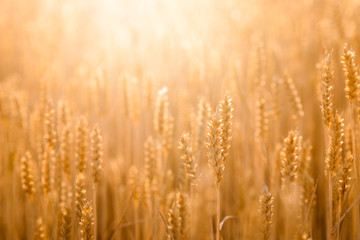 Fototapeta premium Beautiful close up photo of golden rye against bright sunlight