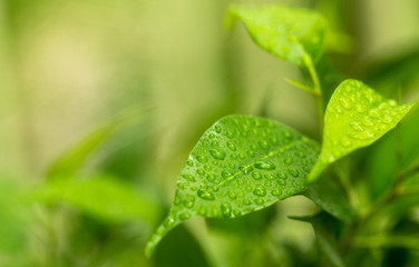 Green leaves of ficus with drops of rain.Close up.