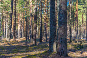 Spring pine forest in a light haze in spring in the sunlight as background