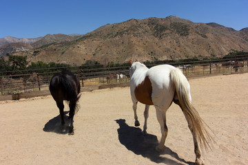 At the stables. Blue skies, mountains, green trees, coral & horses. Running away from the camera are a paint and a large black stallion.