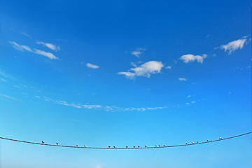 Alboraya,Valencia, Spain: 08.08.2019; The seaguls seating on the cable