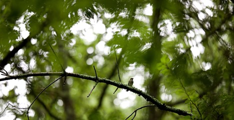 Obraz premium Moineau en forêt