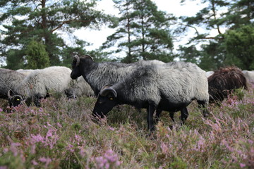 Gro&szlig;e Heidschnucken- und Ziegenherde in der L&uuml;neburger Heide w&auml;hrend der Heidebl&uuml;te