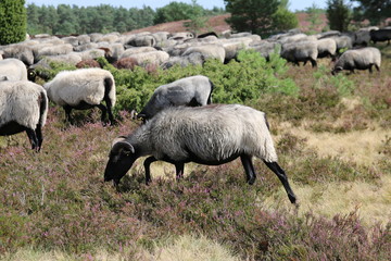 Große Heidschnuckenherde in der blühenden Lüneburger Heide