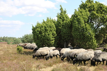 Große Heidschnuckenherde in der blühenden Lüneburger Heide