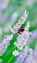 bumblebee on a flower