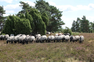 Große Heidschnuckenherde in der blühenden Lüneburger Heide