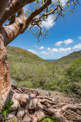 walking around Lagun , Curacao, Caribbean 
