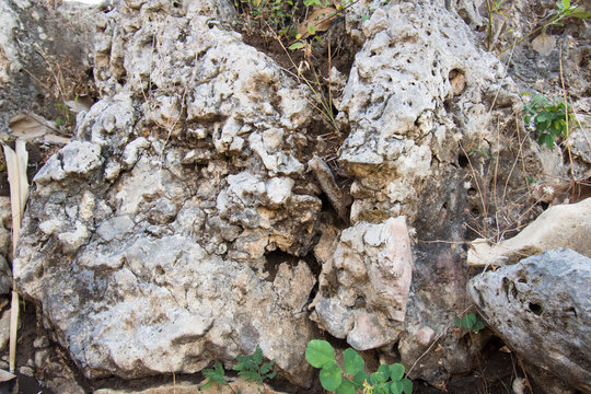 Roe-Stone Images – Browse 22 Stock Photos, Vectors, and Video | Adobe Stock