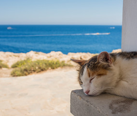  Portrait of a sleeping cat on the background of the sea in Cyprus Protoras