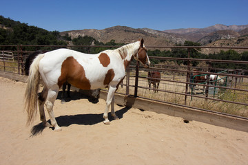 A beautiful white & brown paint horse in a coral. Next to him is a donkey & a pony. In the background are green trees, and then the mountains and crystal blue skies.