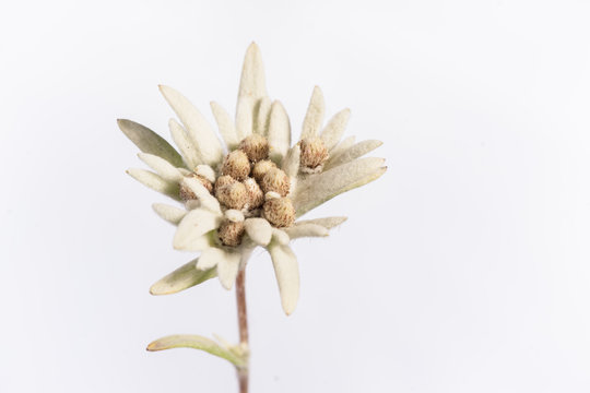 Edelweiss Flower - isolated
