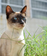 Siamese cat