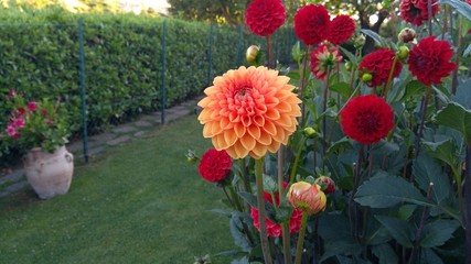 Primo piano ad un fiore di Dalia multicolore