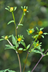 Flowering grass Bidens tripartita