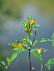Flowering grass Bidens tripartita