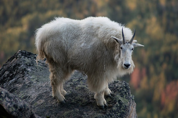 Mountain Goat - Jasper National Park