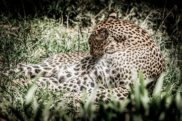 A shot of a leopard lying down