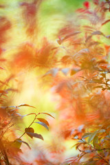 Huckleberry leaves in autumn colours