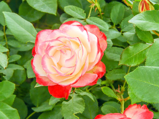 pink roses on a beautiful green background