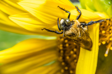 Bumble bee macro on sunflower