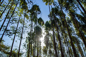 bottom view eucalyptus forest with sun rays