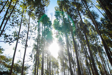 bottom view eucalyptus forest with sun rays