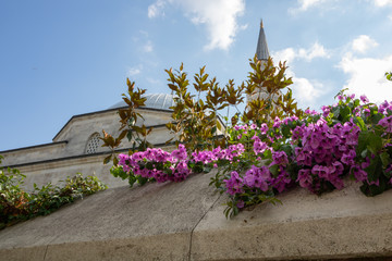 Pink flowers and the mosque
