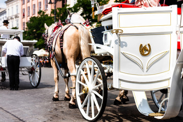 Traditional white carriage for tourists.Beautiful horses in the town center. Colorful horse-drawn...