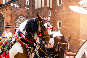 Naklejka na ściany i meble Beautiful horses in the town center. Traditional carriage for tourists on the background of a historic church.Colorful horse-drawn cart on the main square of the historic city. View of Cracow, Poland.
