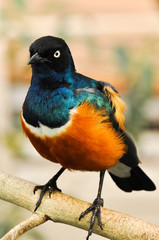 Close-up beautiful color portrait photo of a lovely bird.