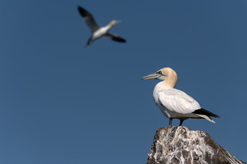 Gannet standing on a rock against a blue sky with another gannet flying in the background.  Image taken on Bass Rock, United Kingdom.
