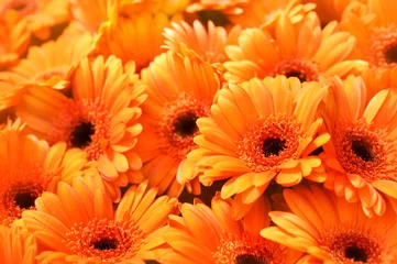 Gordijnen Summer/autumn blossoming gerbera flowers orange background, bright fall floral card, selective focus  © ulada