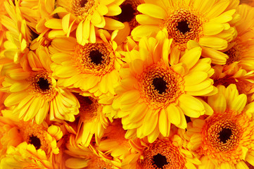 Summer/autumn blossoming gerbera flowers yellow background, bright fall floral card, selective focus	