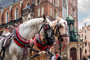 View of the wonderful horses in the town center.Horse-drawn cart on the main square of the historic...