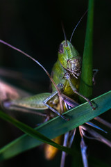 insect ,nature