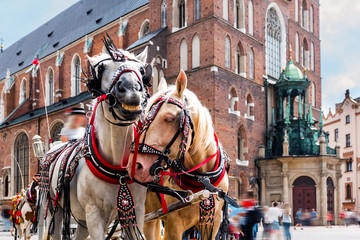 Fototapeta na wymiar Cracow, Poland.Horses on the main square of the historic city. Carriage for tourists.Horse-drawn cart in the town center.Tourists on the main market place. 